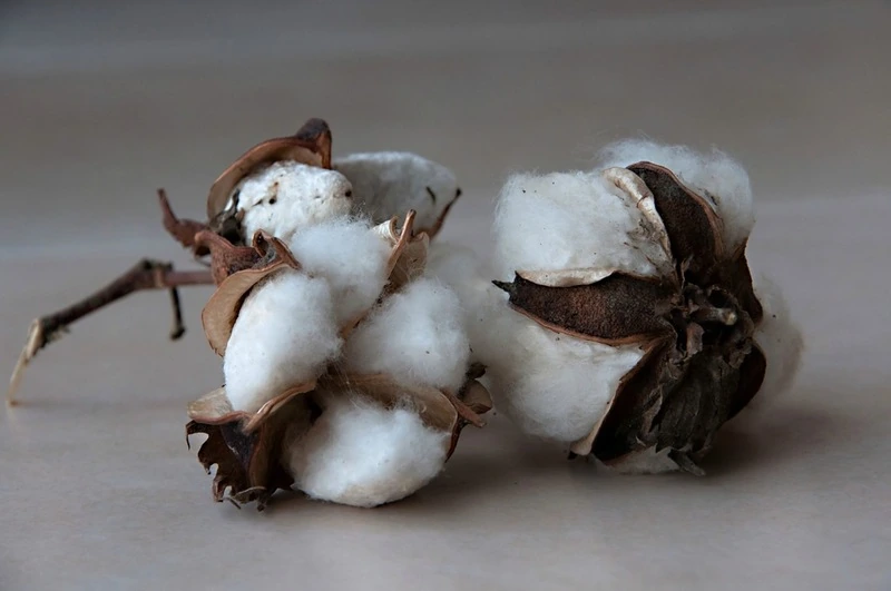 Хлопоковые коробочки натуральные 5шт