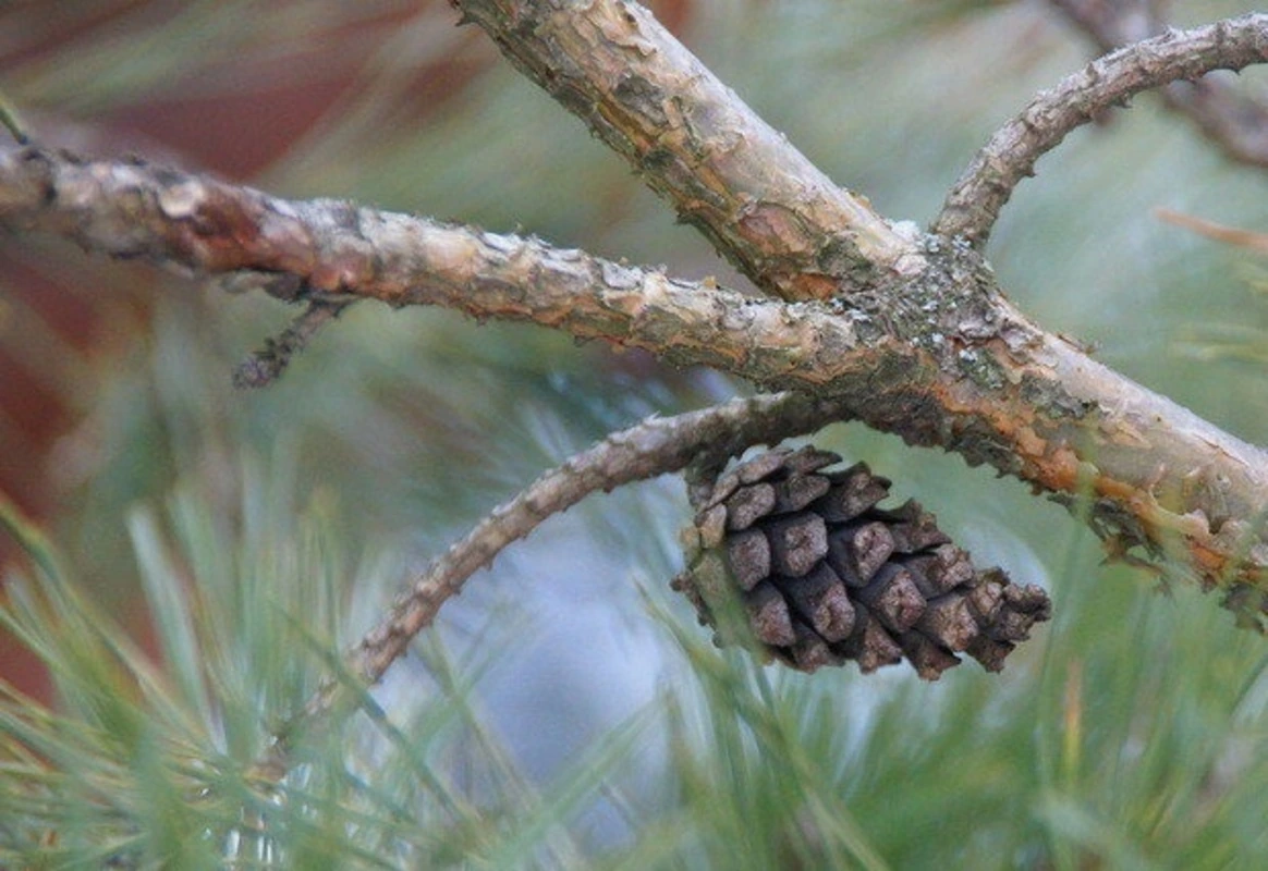 Шишки на веточке в наборе 