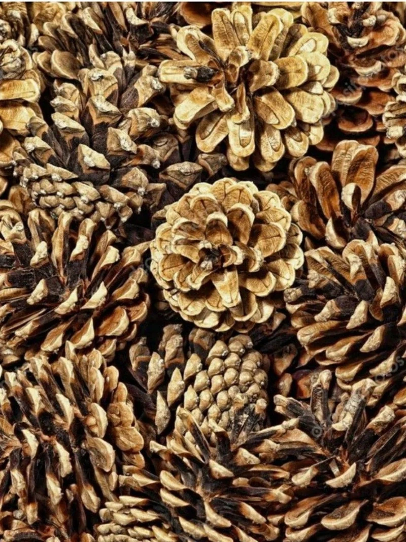 Шишки сосновые набор 15 шт.